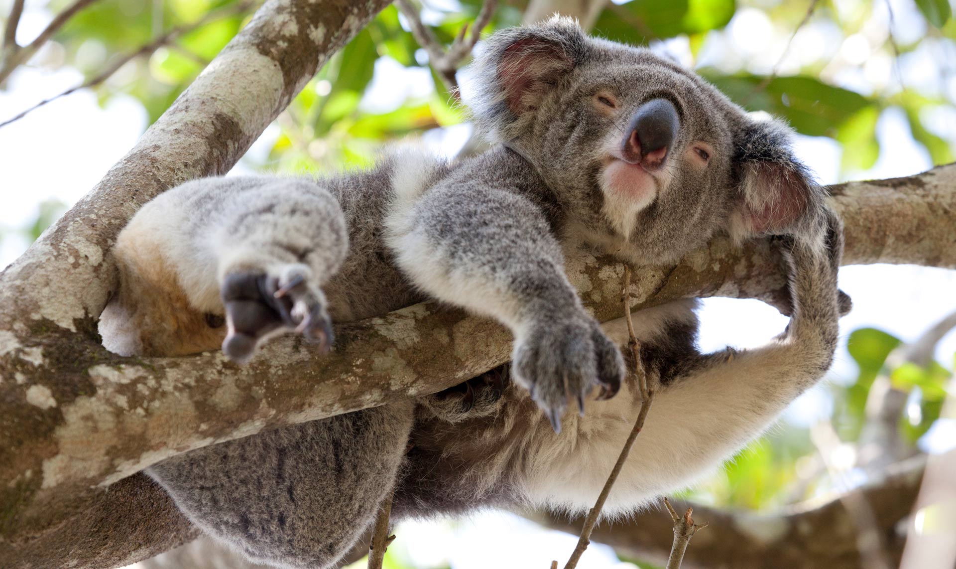Australia Australia