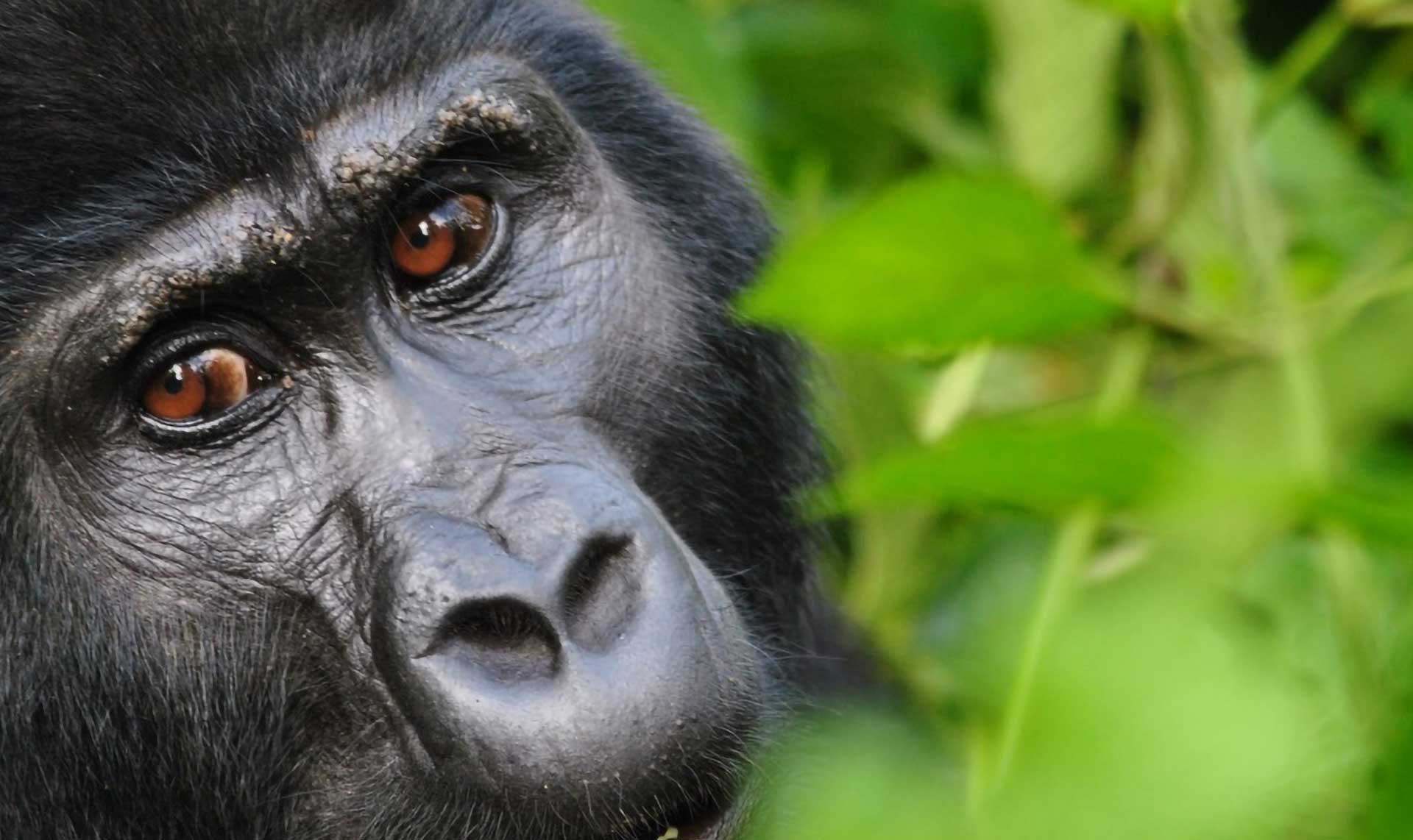 La tierra de las mil colinas La tierra de las mil colinas