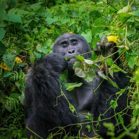 The land of a thousand hills