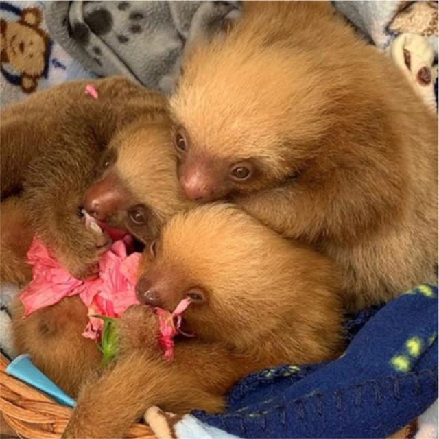 Costa Rica  Pinceladas Ticas Costa Rica  Pinceladas Ticas