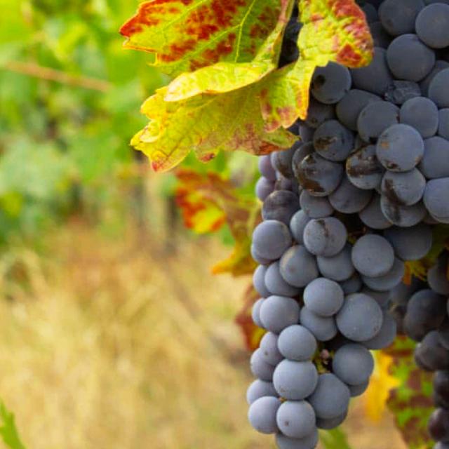 Vinos de Chile Vinos de Chile